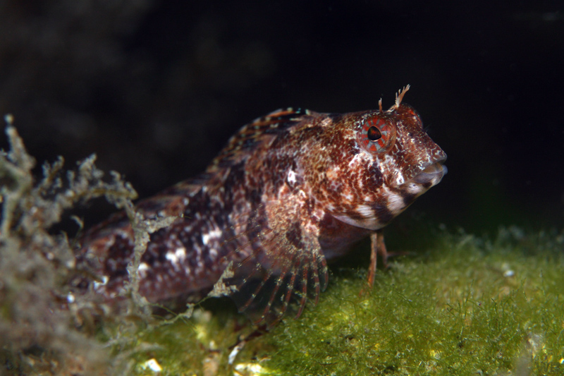 Blennius tentacularis (Bavosa cornuta)